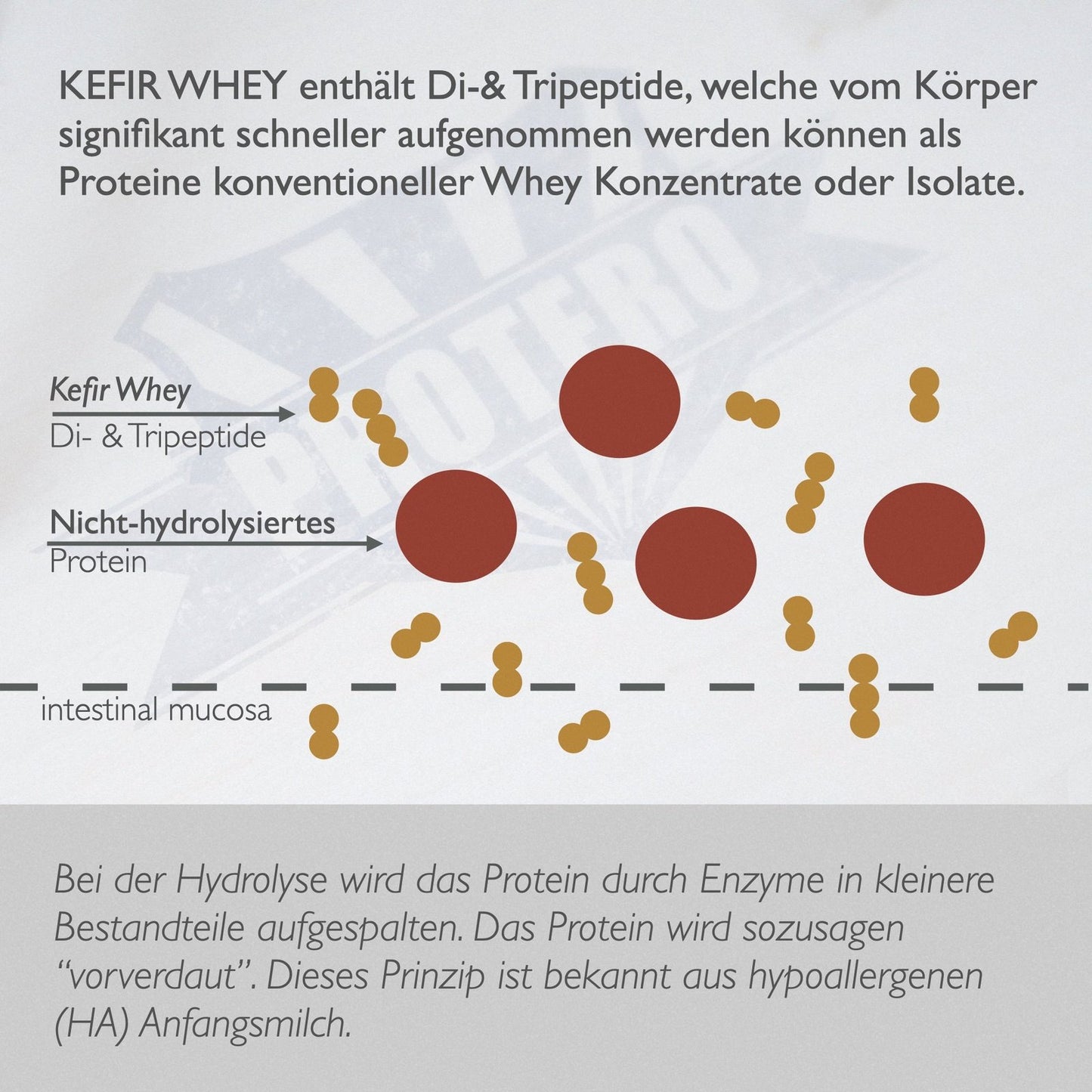 Kefir Whey Hydrolysate 750g