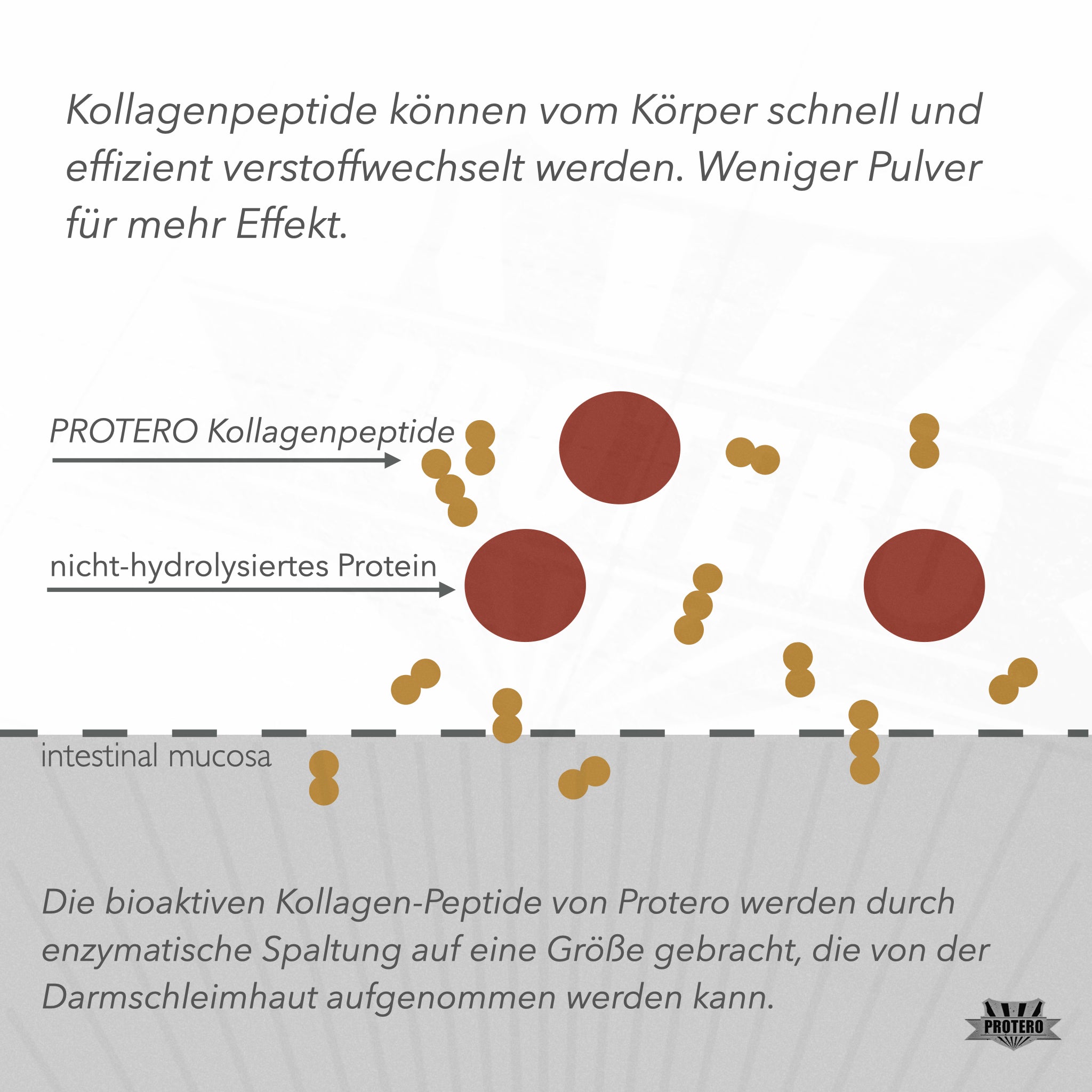 Grass-Fed Collagen Peptide | Original Bioactive Solugel Hydrolysate